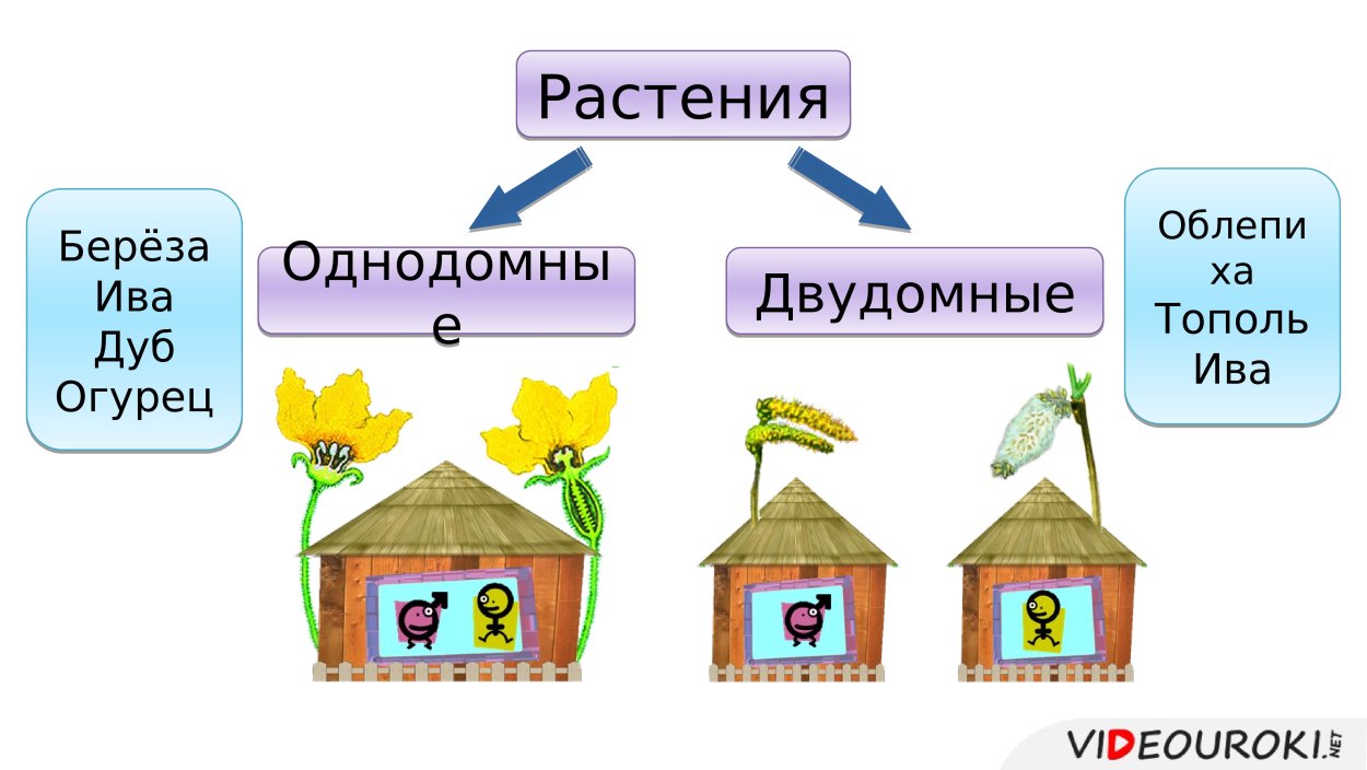 Соцветие Сережка ивы