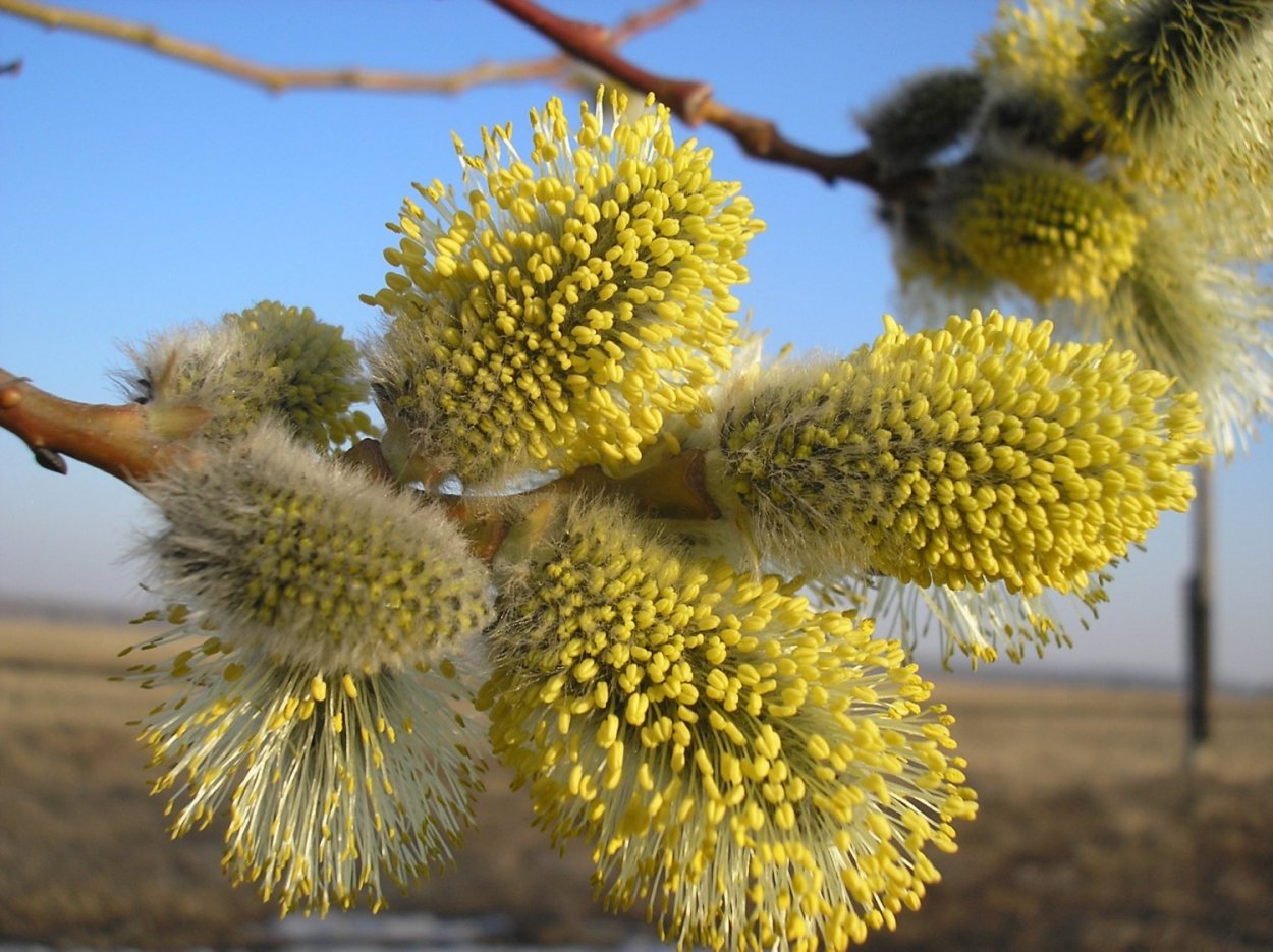 Ива Козья (Верба)