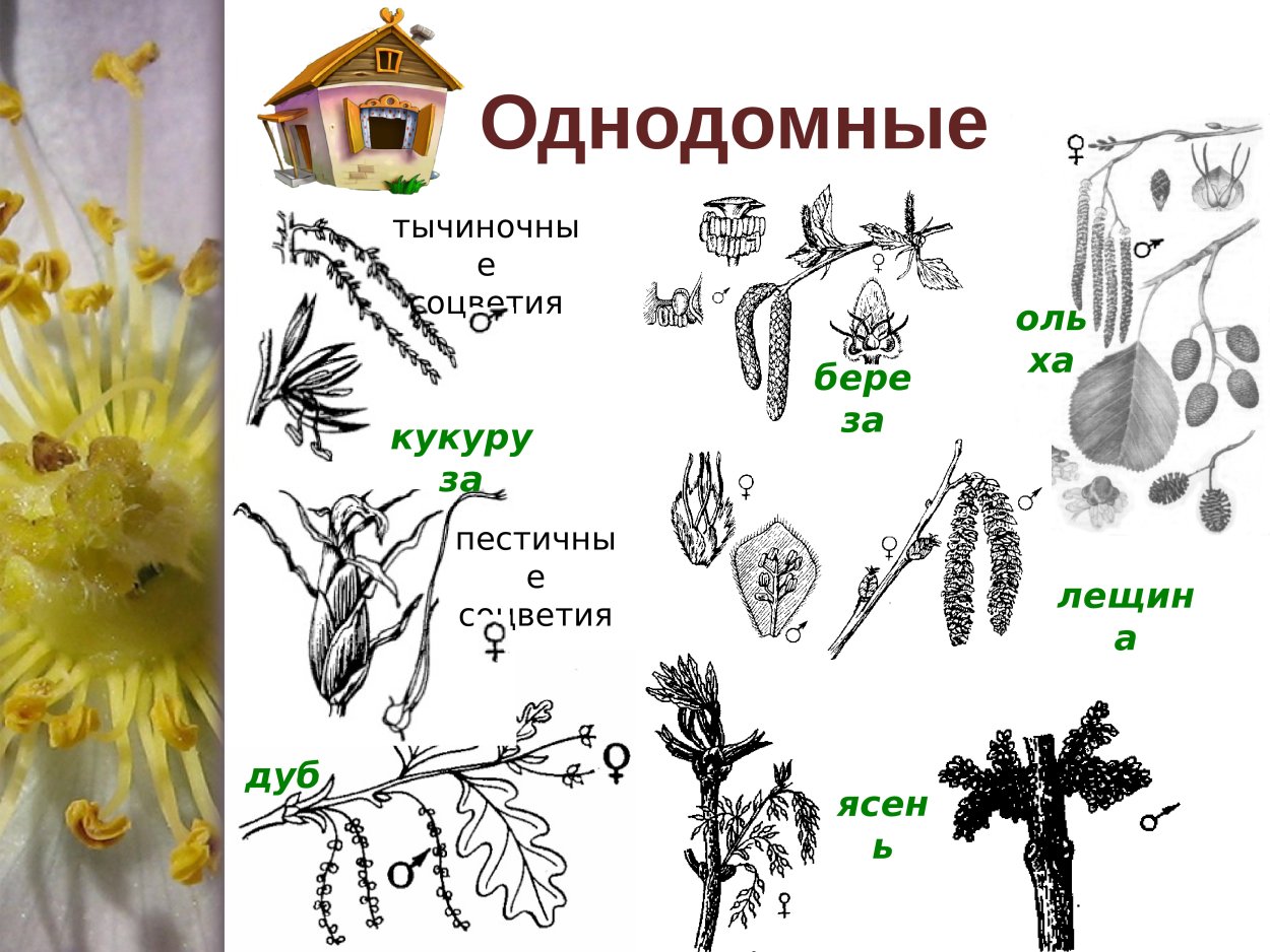 Побег ивы зимой