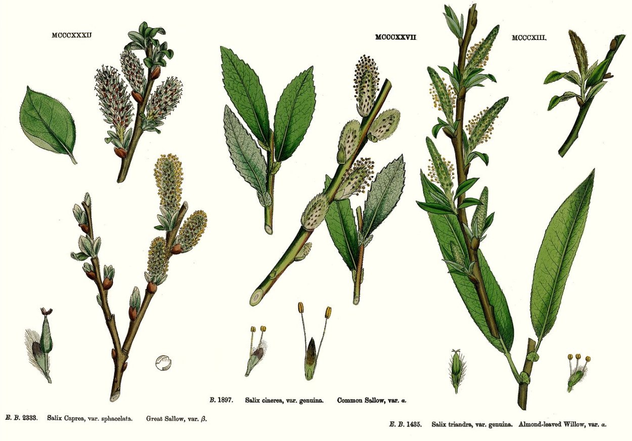 Ива ломкая (Salix fragilis), Ракита