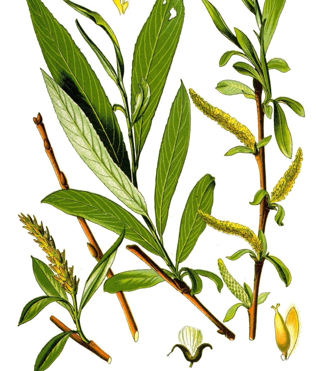 Ива пятитычинковая (Salix pentandra l.),