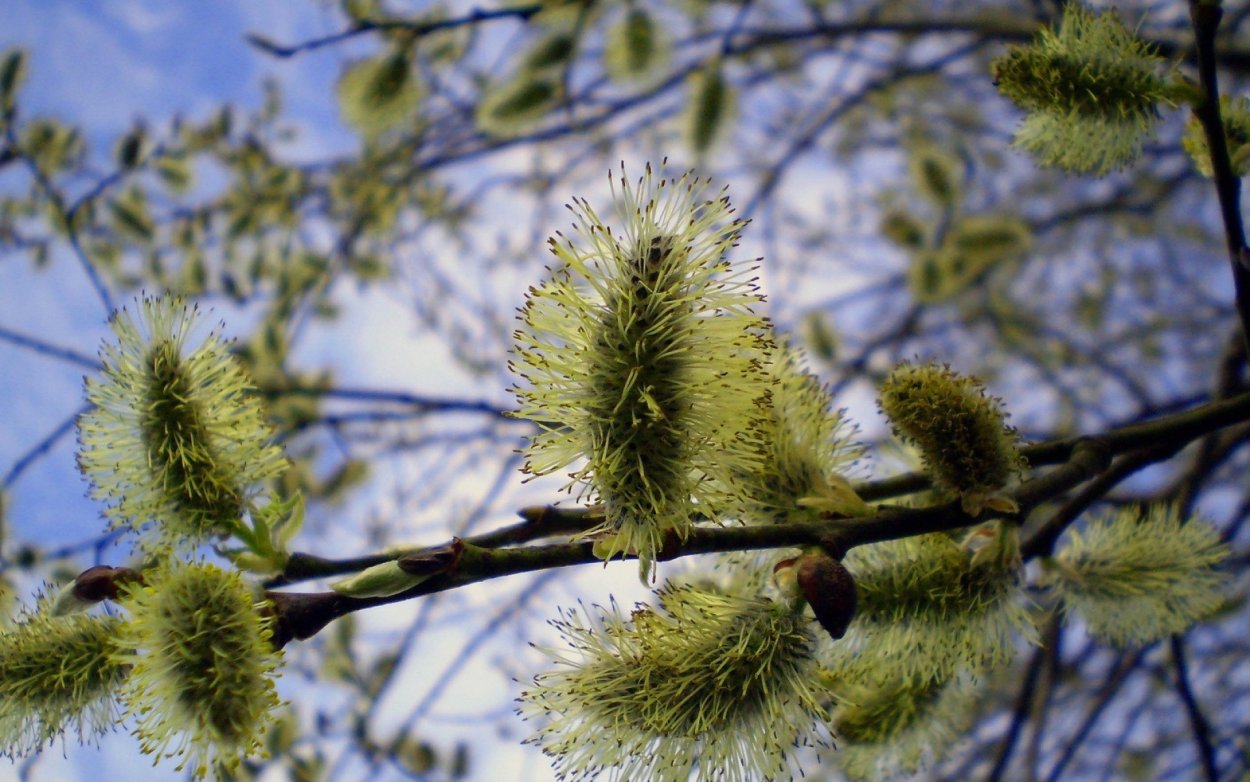 Ива Козья (Ракита)