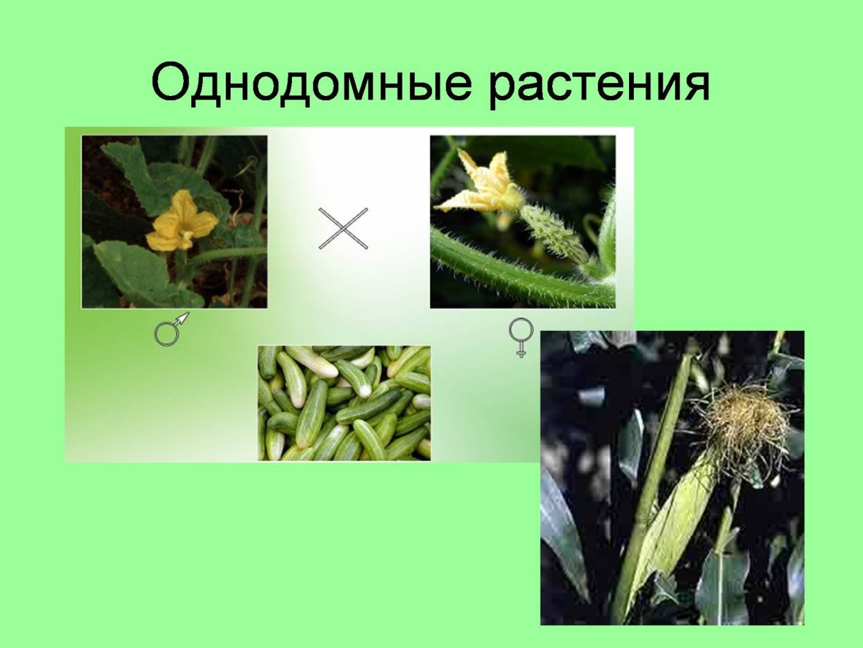 Верба дерево цветение