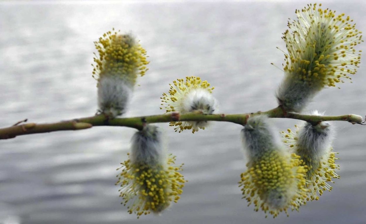 Разделение полов у растений