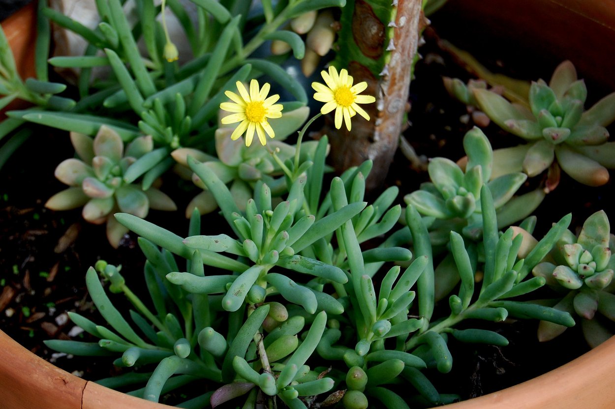 Отонна Капская