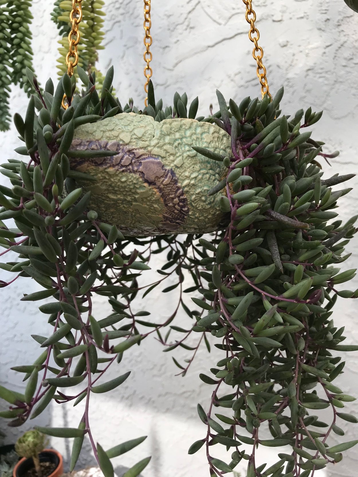 Отонна капенсис