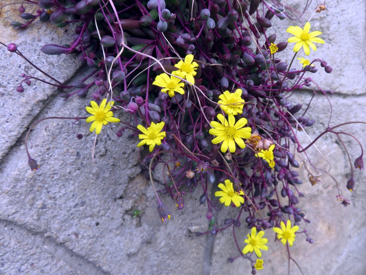 Суккулент Othonna capensis