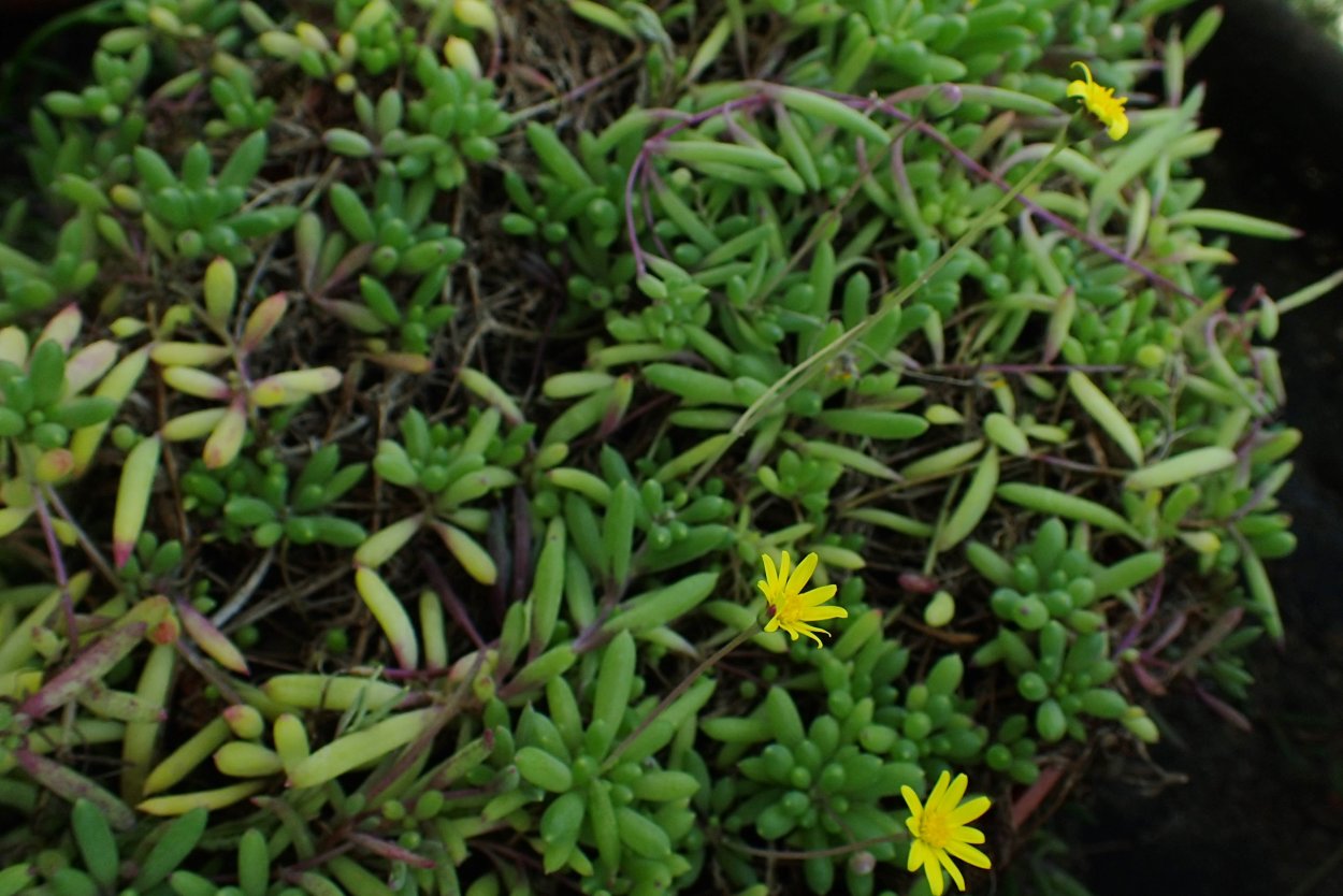 Othonna capensis rubra