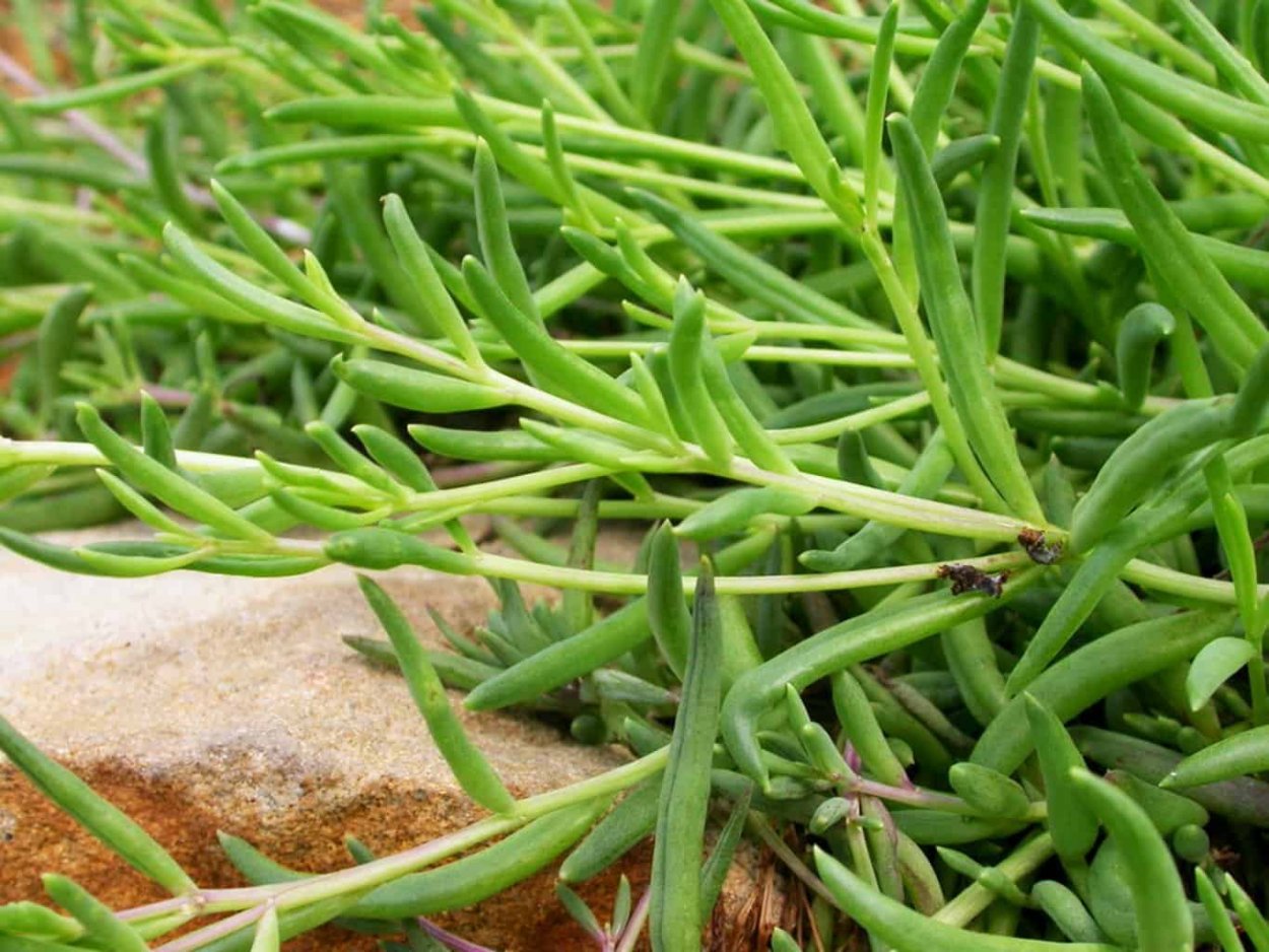 Суккулент Othonna capensis