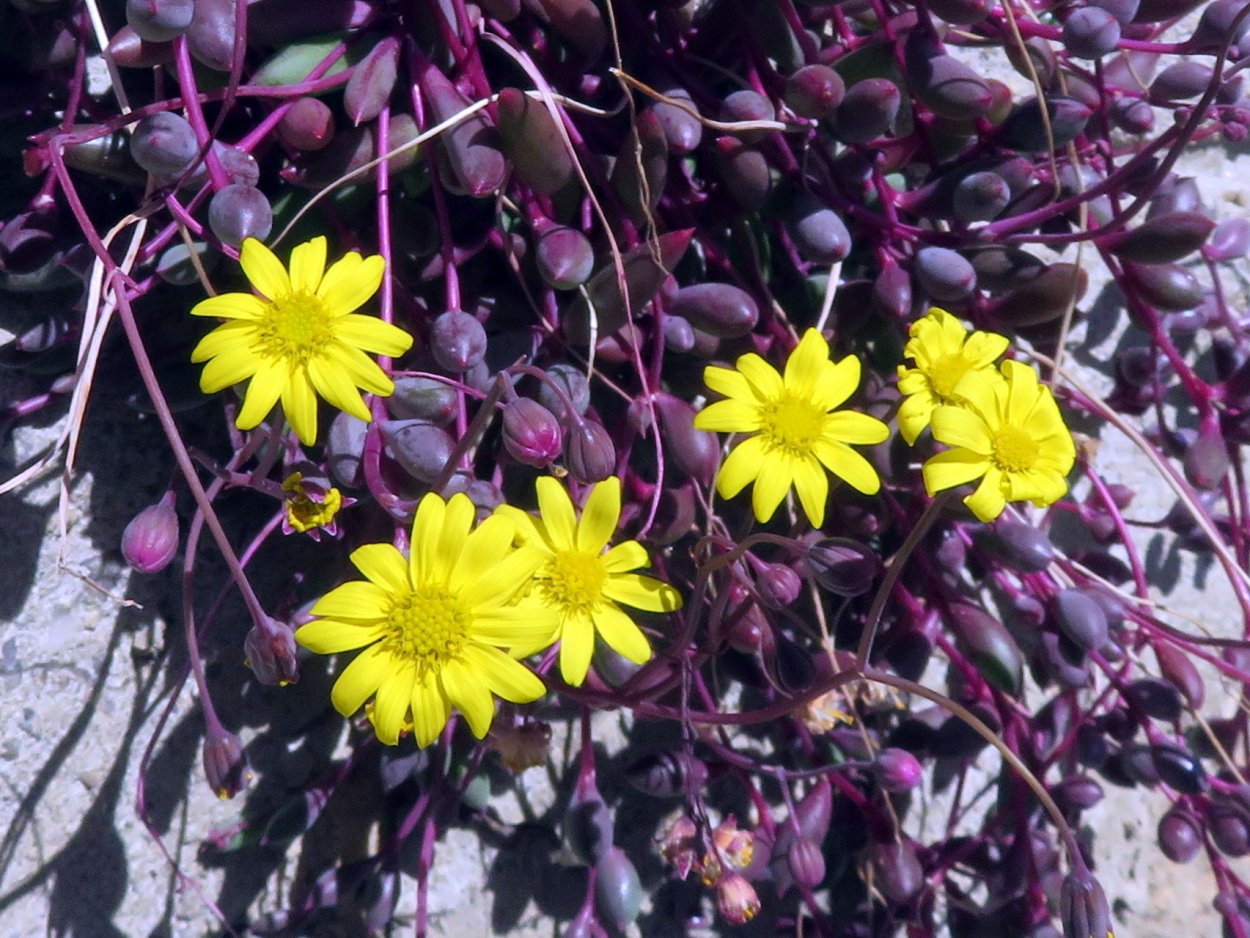 Суккулент Othonna capensis