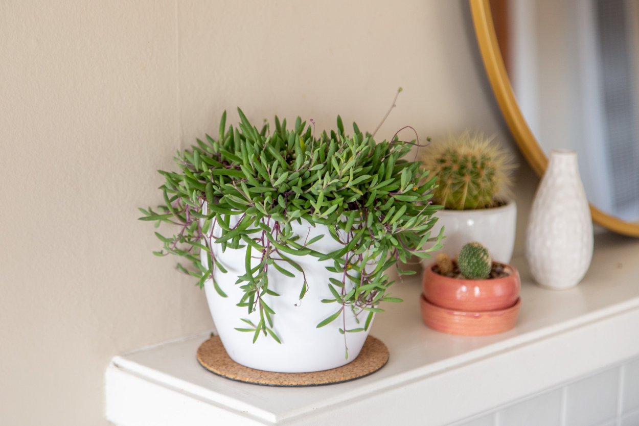 Отонна капенсис