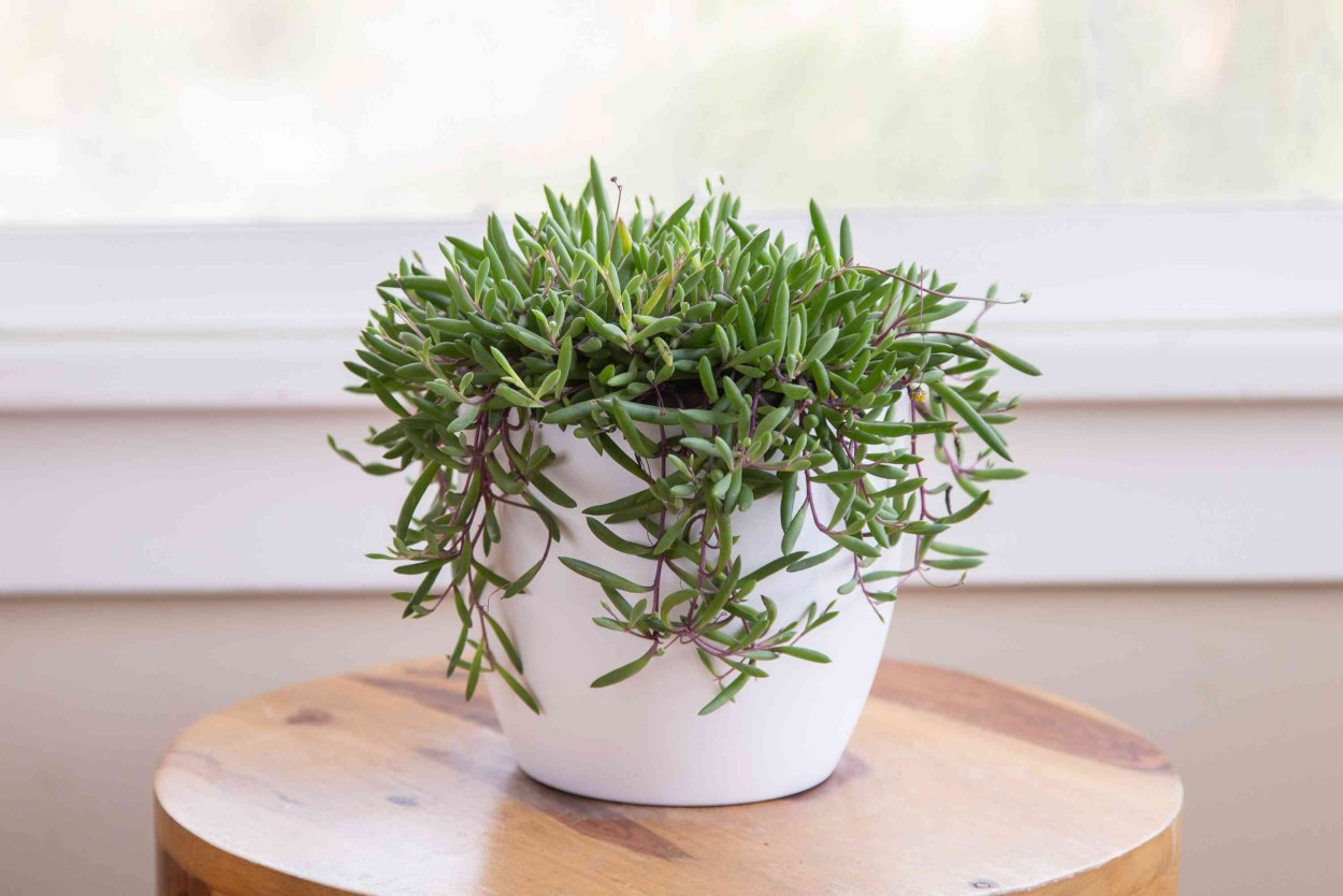 Отонна Капская