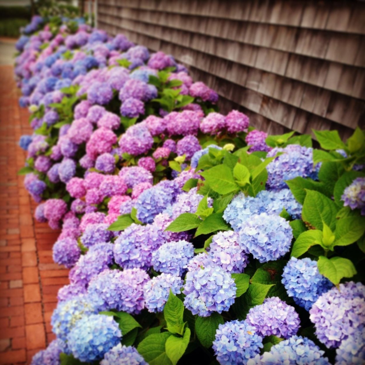 Бордюрные гортензии сорта