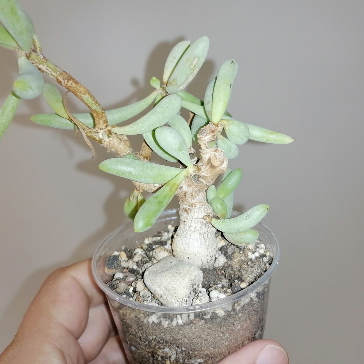 Суккулент Senecio mikanioides
