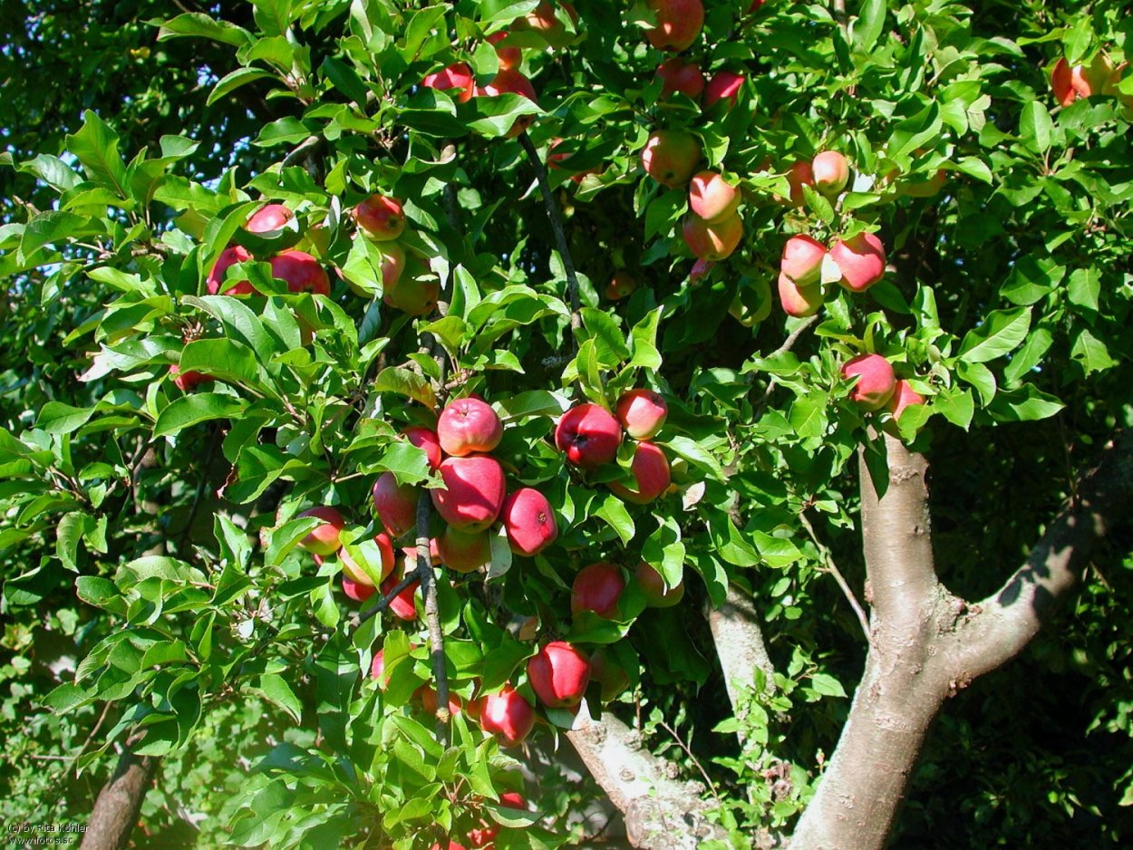 Яблоня Malus Pink плоды