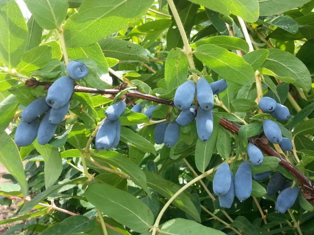 Жимолость съедобная (Lonicera edulis)