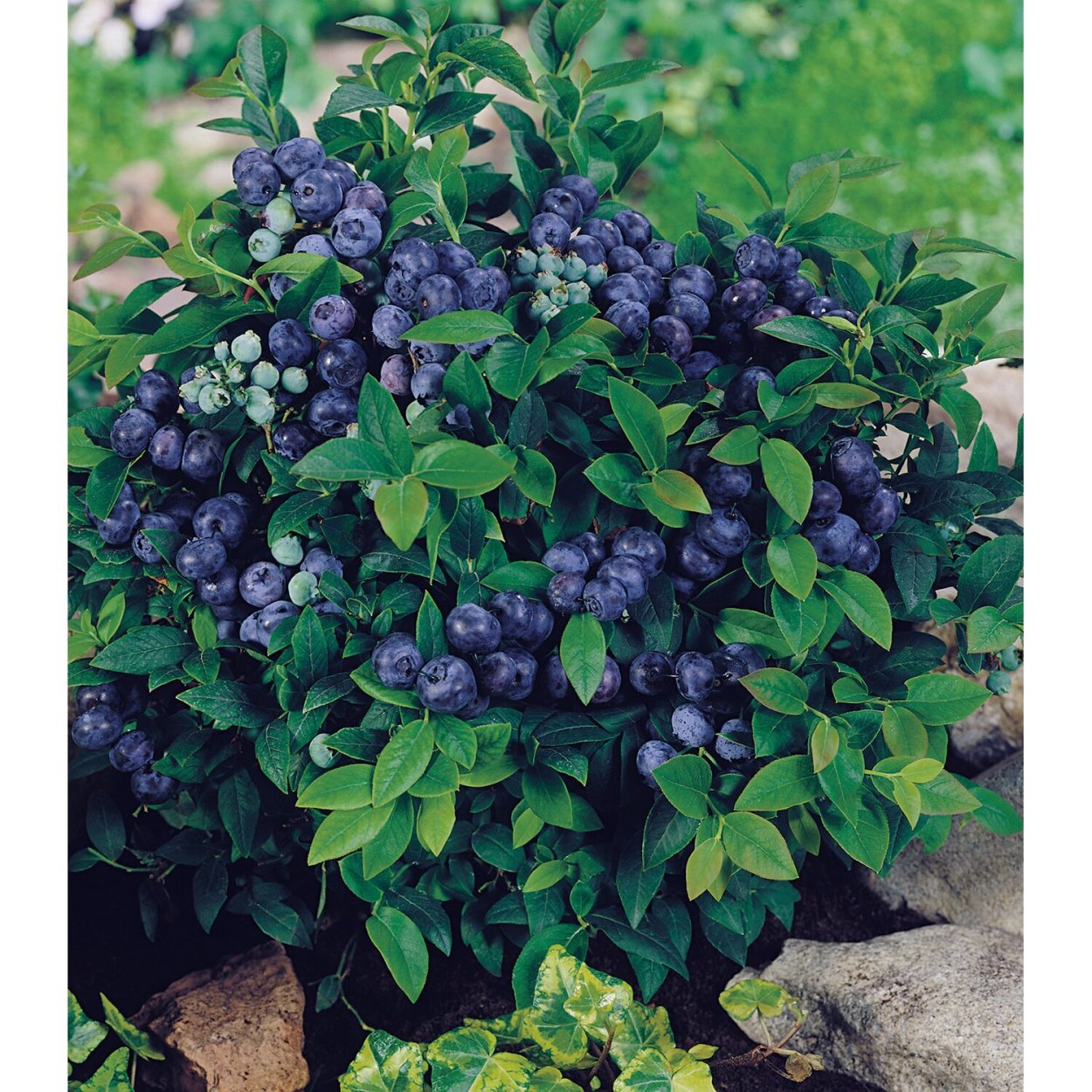 Голубика Садовая куст