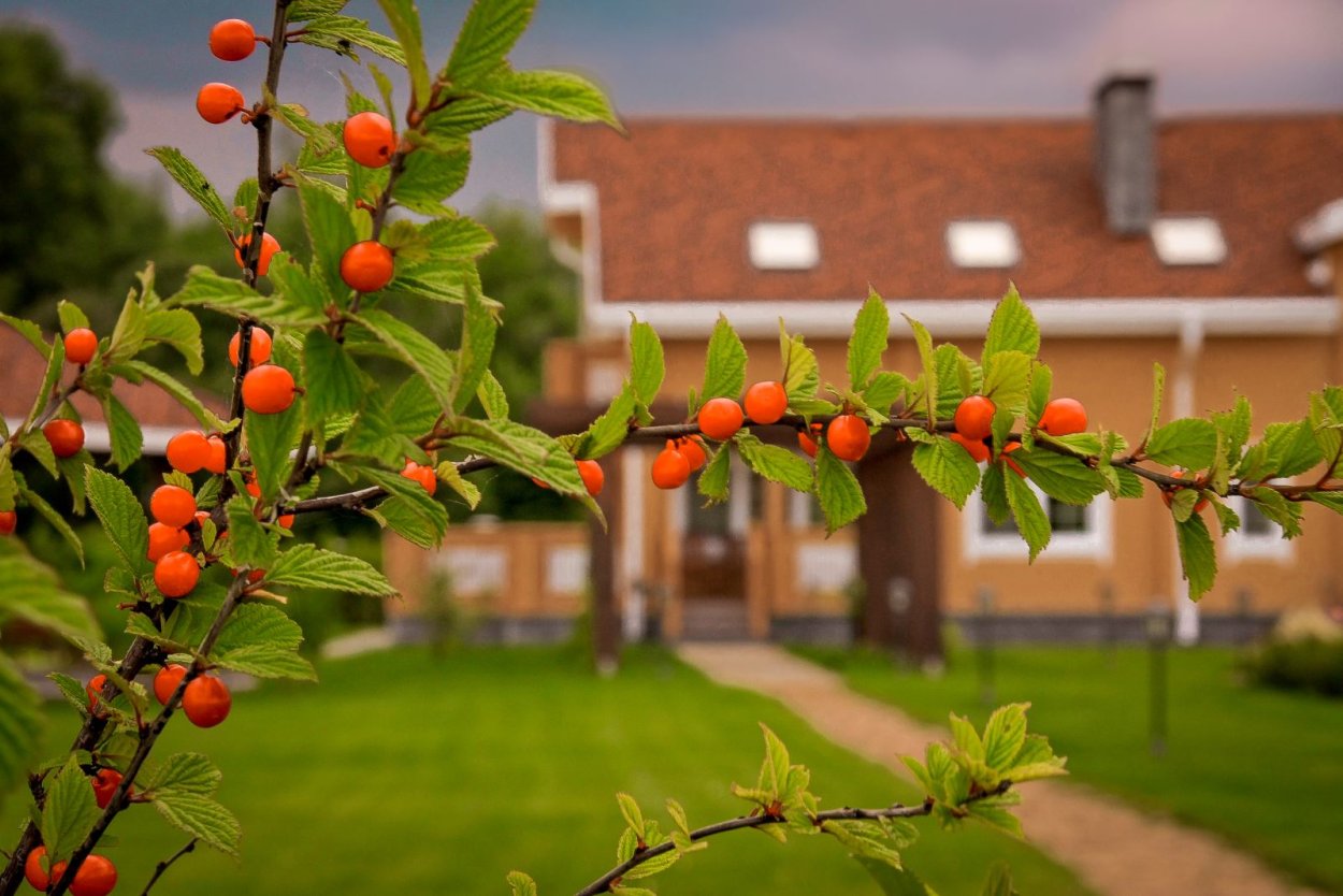 Плодовый сад кустарниковый