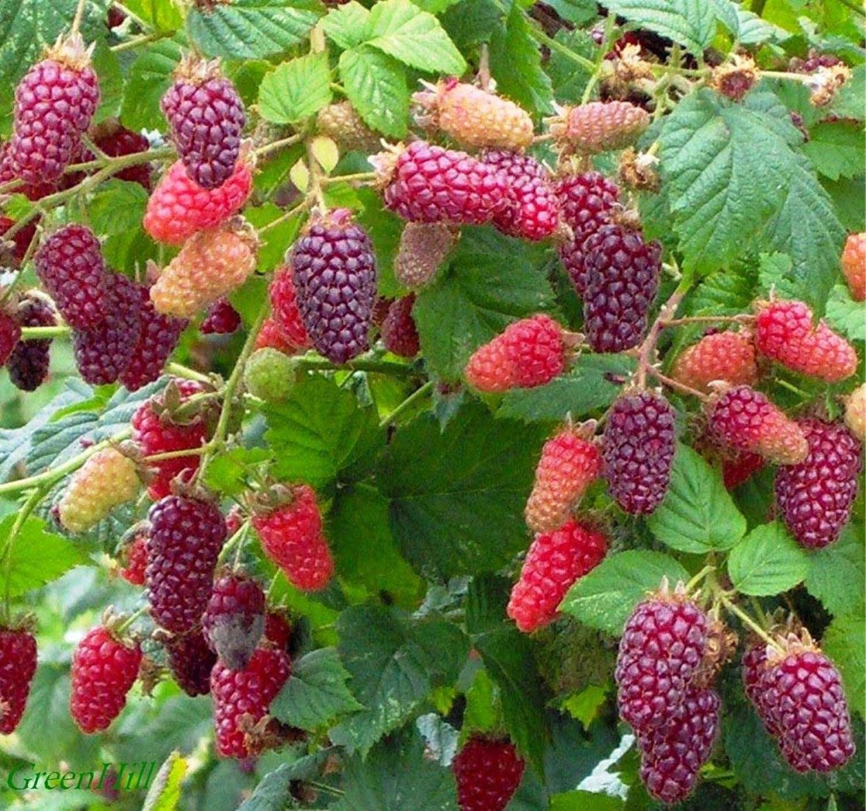 Ежемалина Тайберри