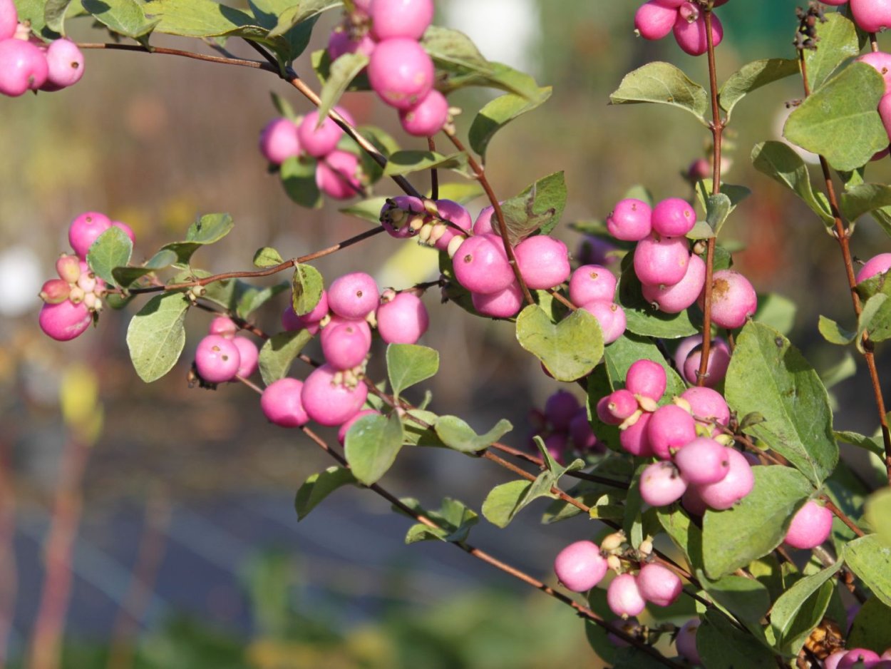 Снежноягодник Доренбоза Мэджик Берри