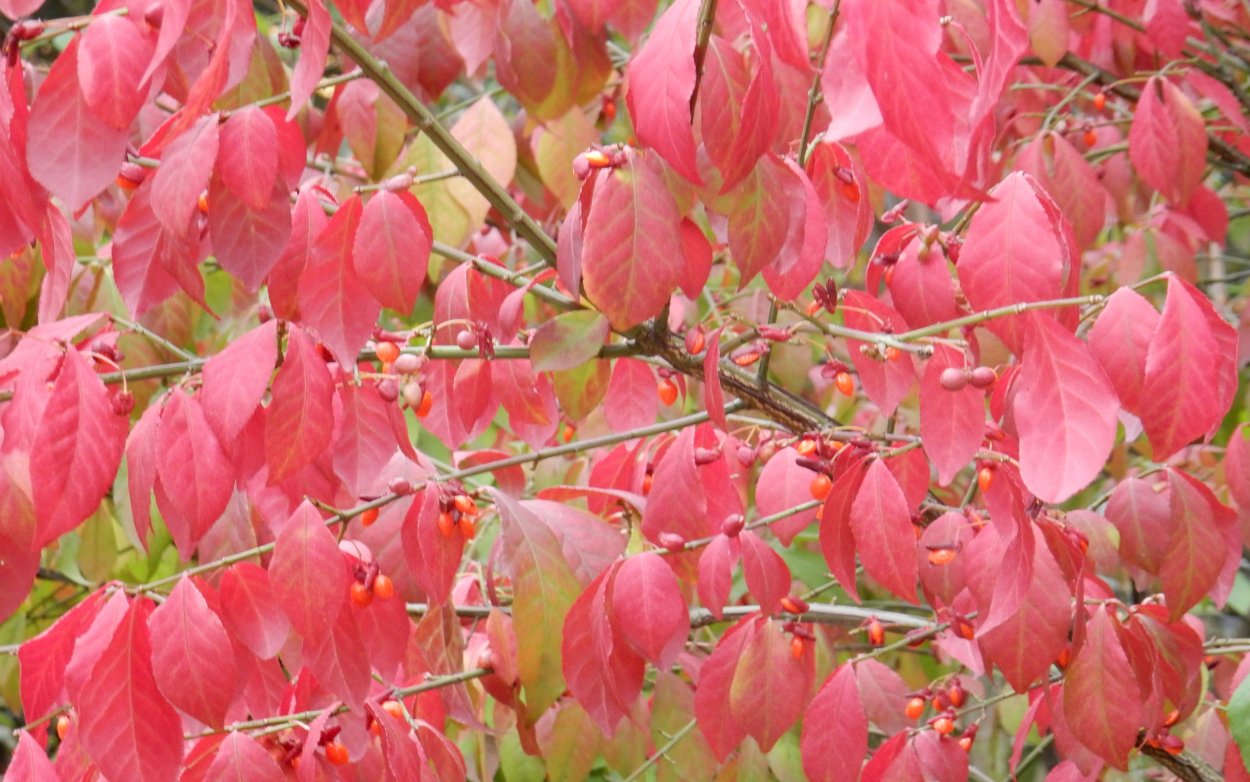 Куст с розовыми листочками