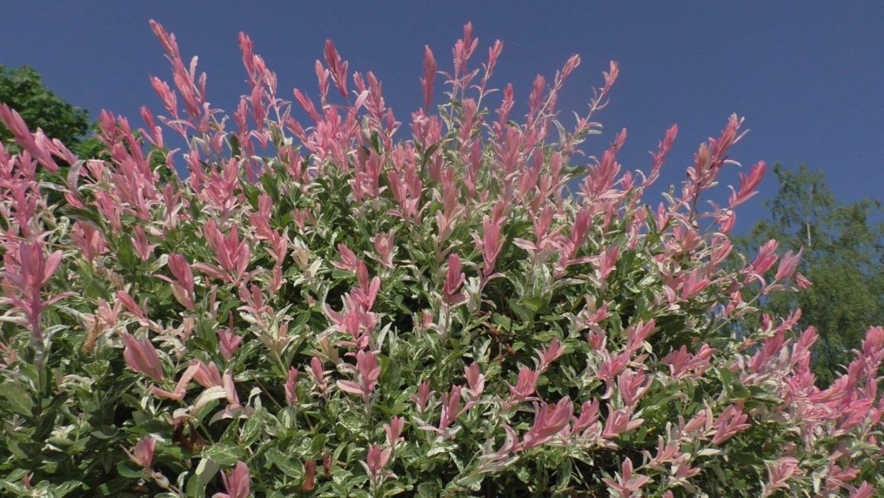 Ива цельнолистная Фламинго