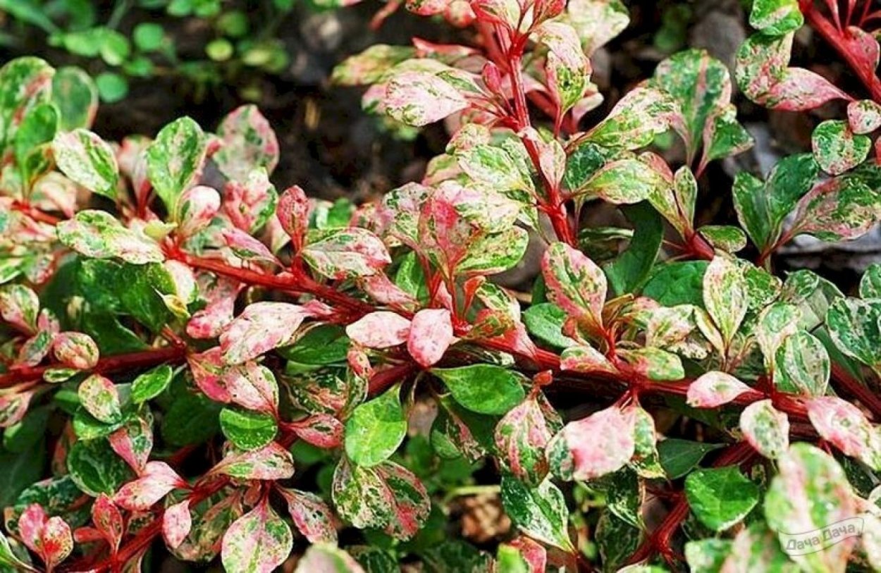 Барбарис Тунберга Berberis thunbergii Natasza