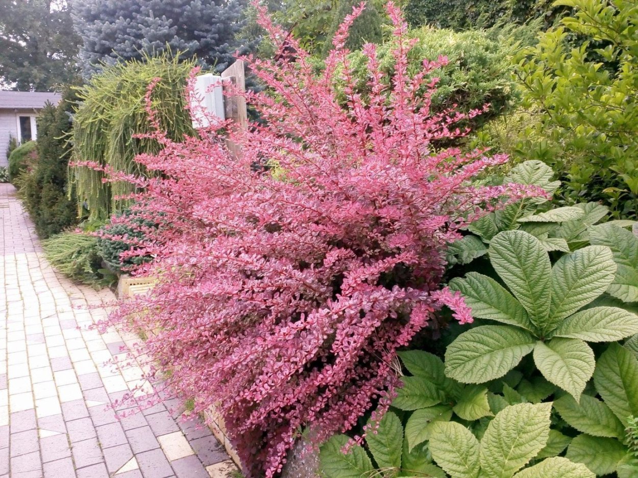 Барбарис Pink Queen