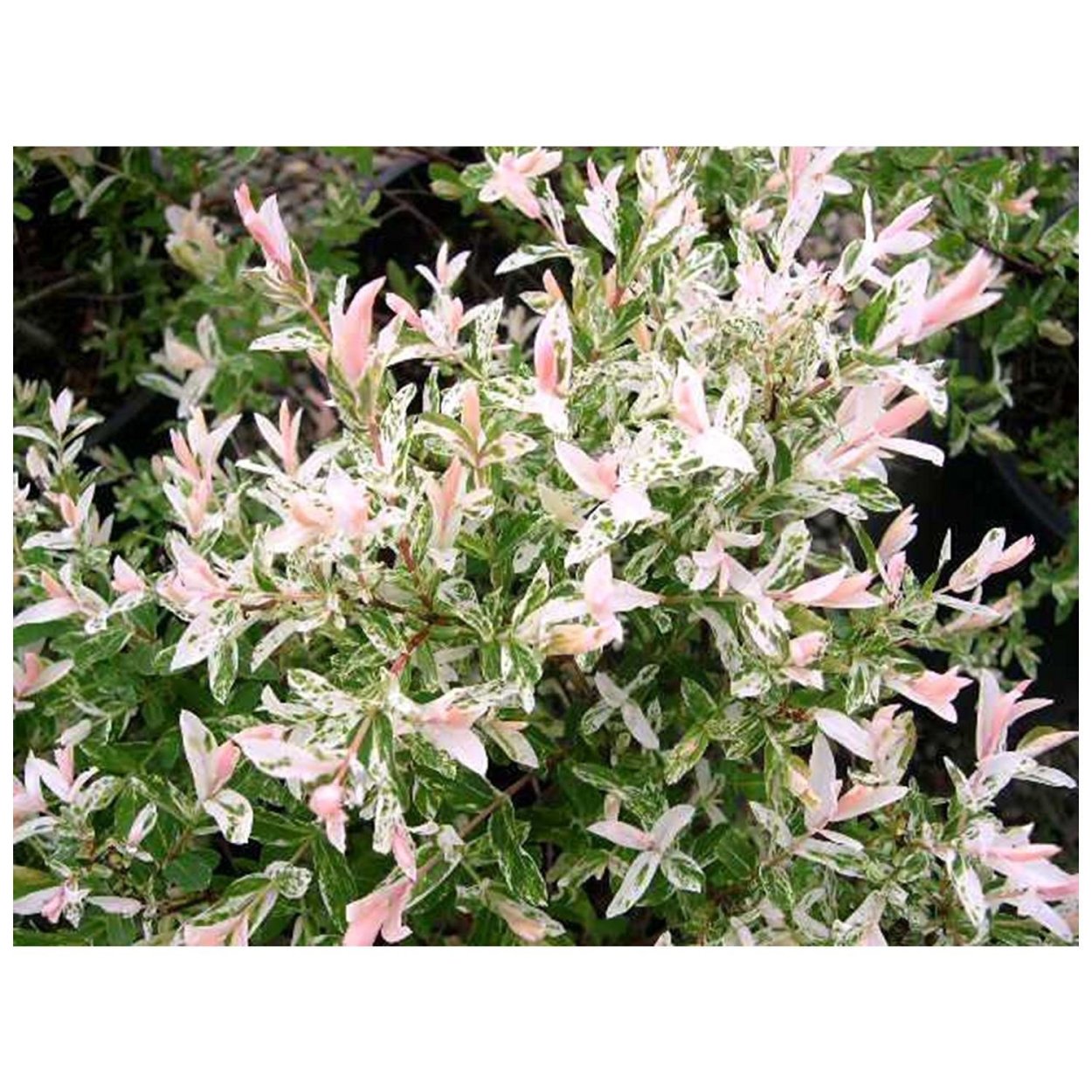 Хакуро нишики саженцы