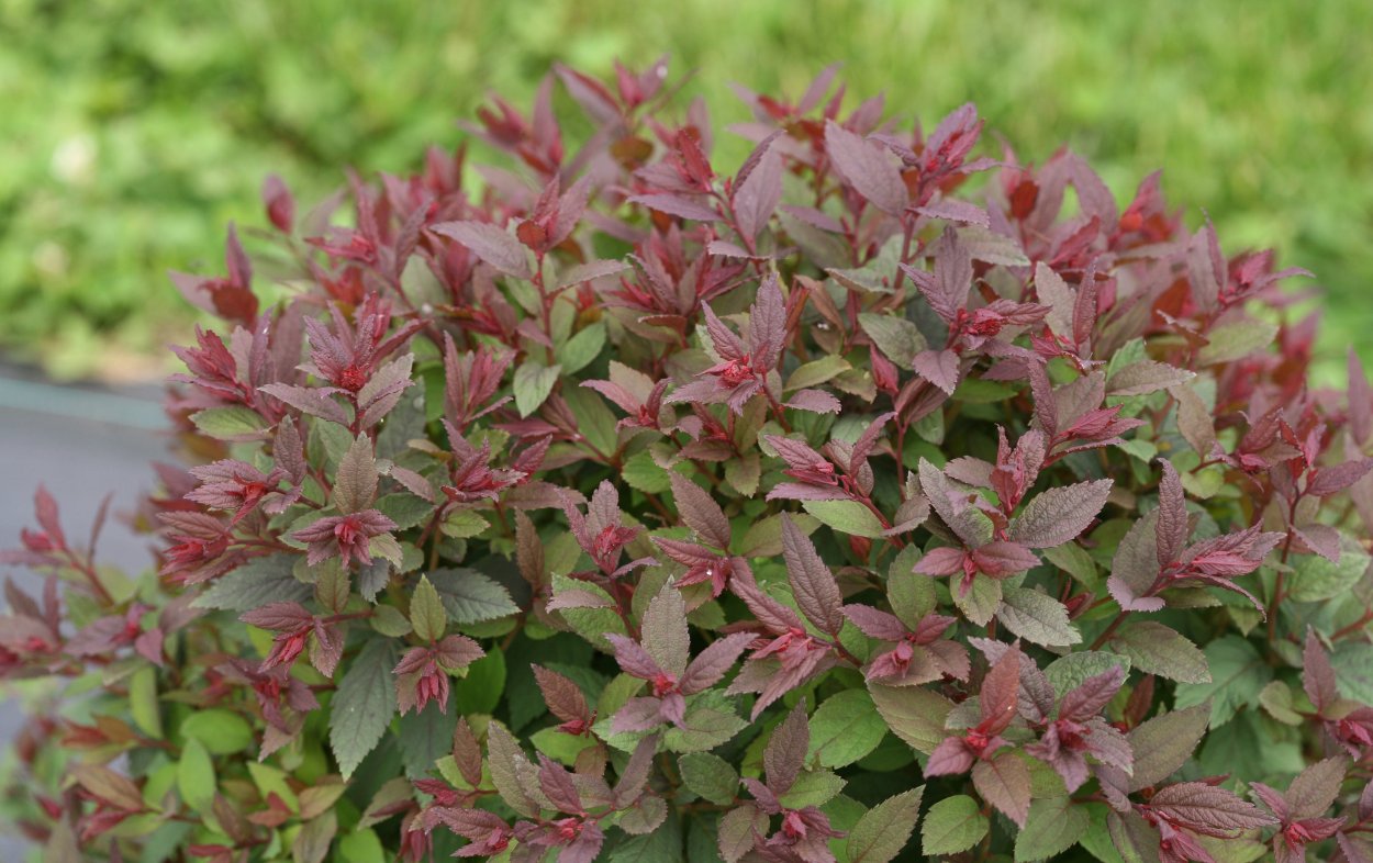 Спирея японская Дабл плей артист