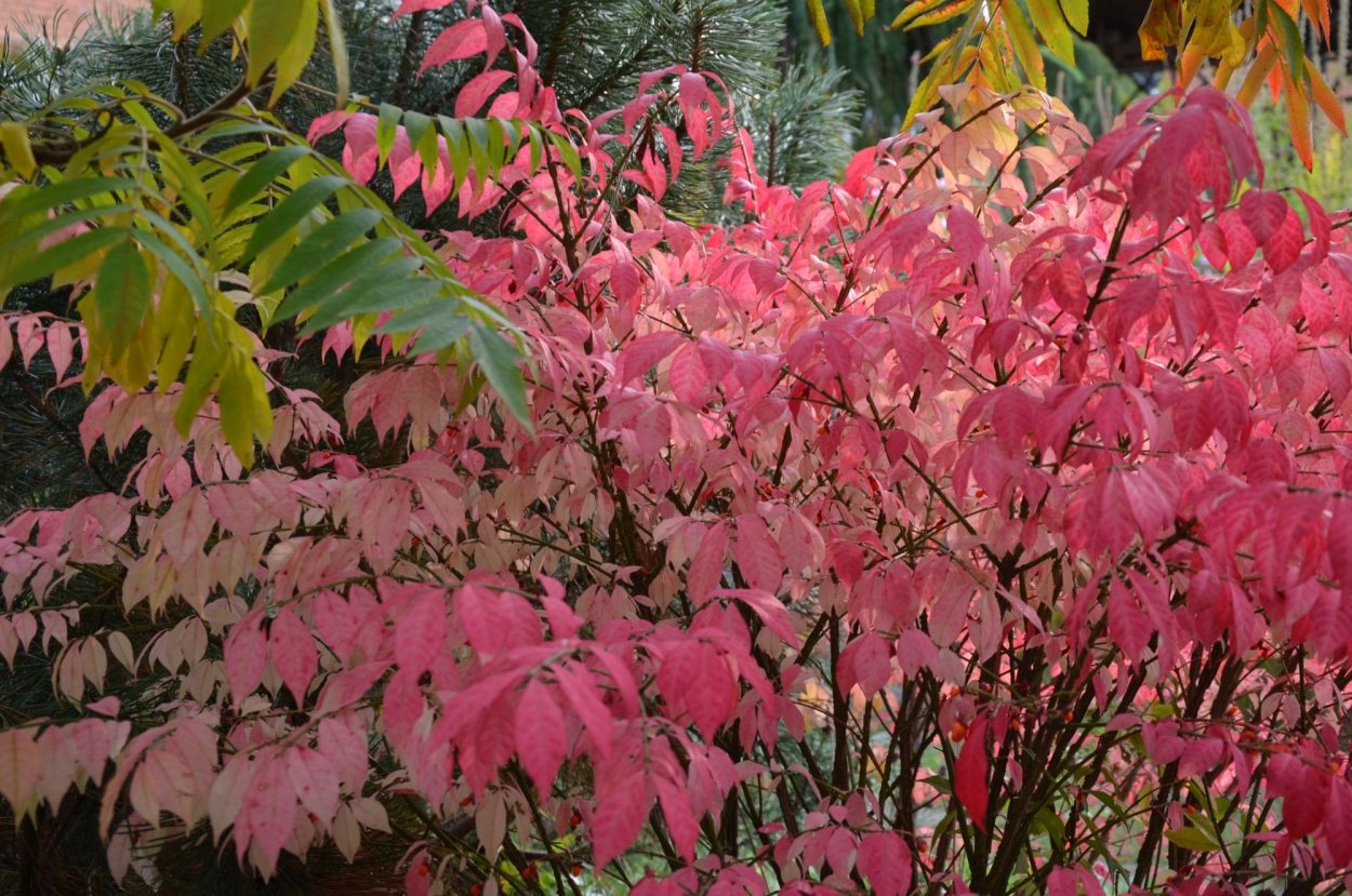 Тенелюбивые кустарники бересклет