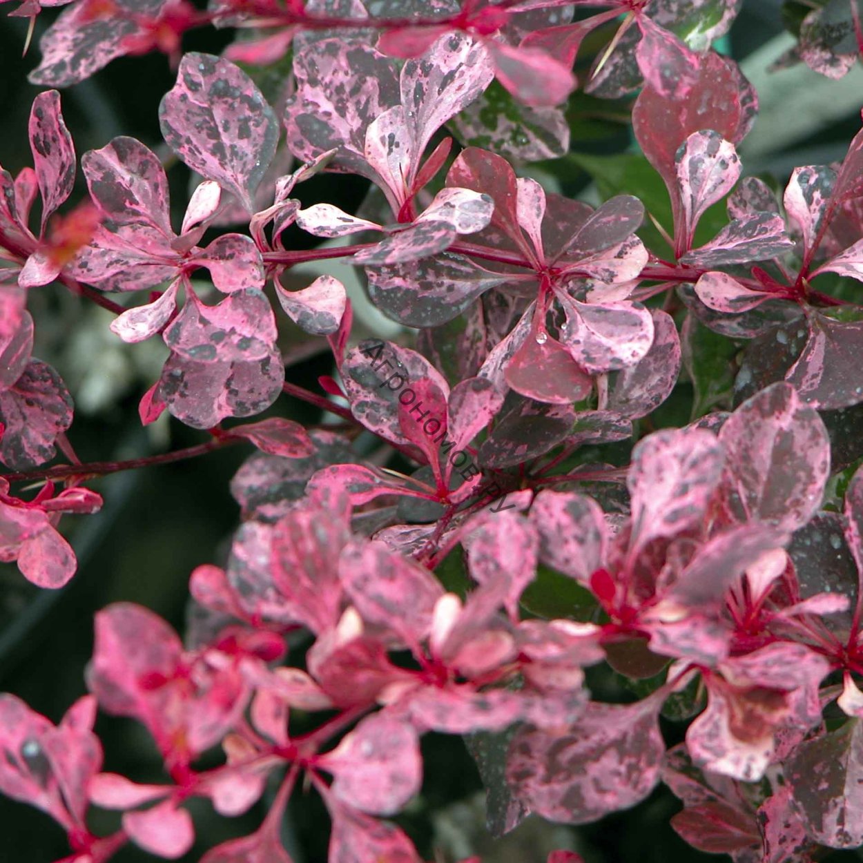 Барбарис Тунберга Pink Queen