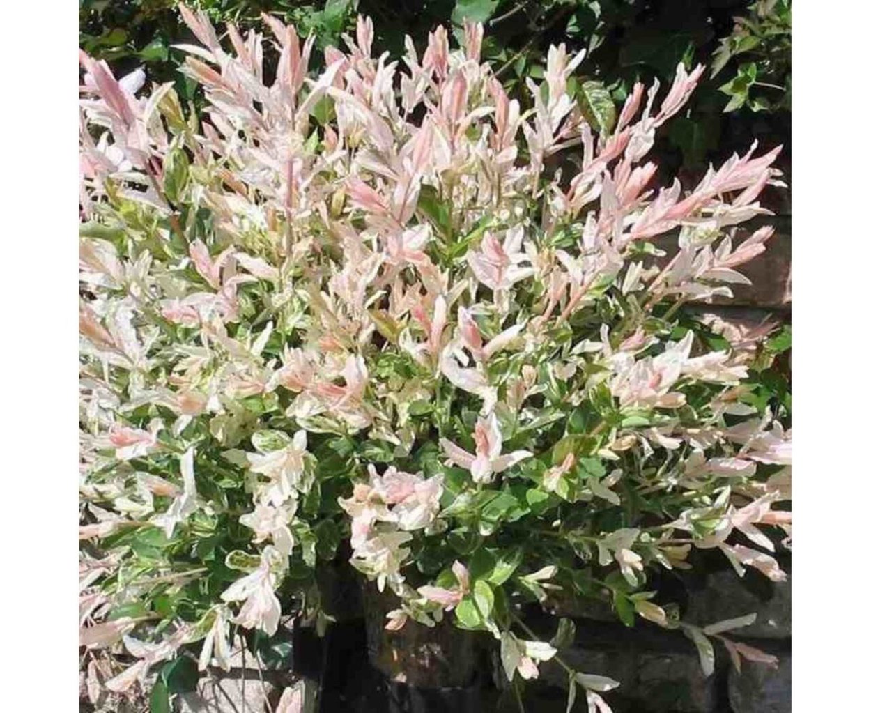 Ива цельнолистная Хакуро-нишики