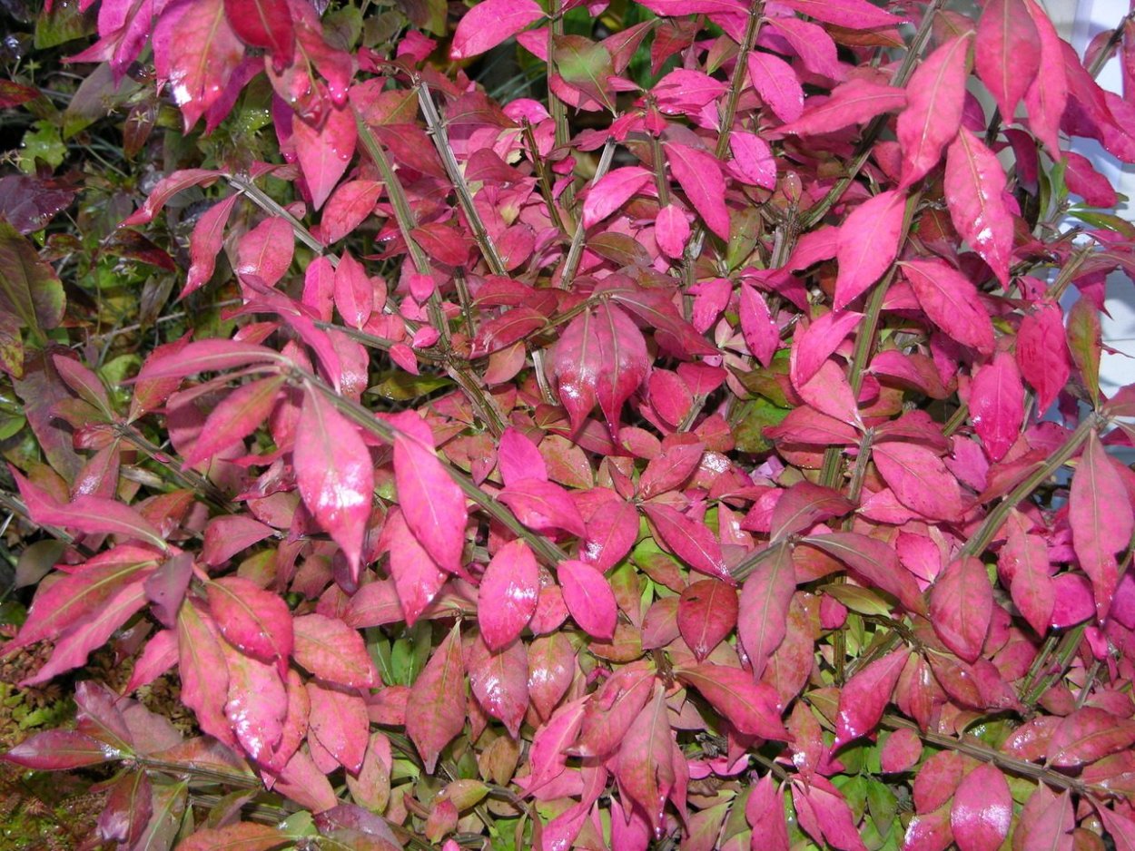 Бересклет Компактус