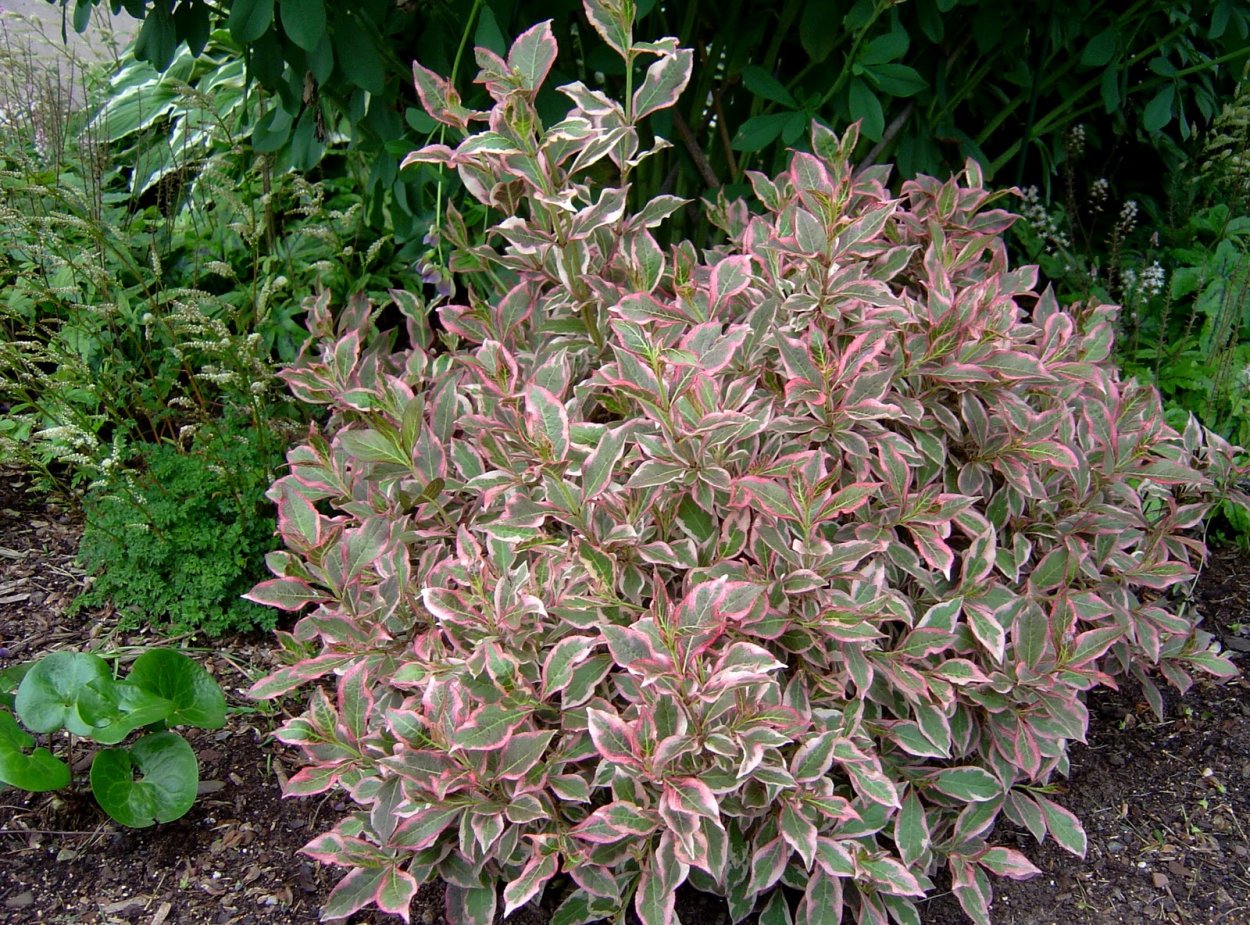 Вейгела Санни принцесс