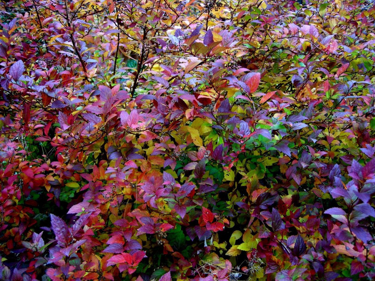 Спирея Мэджик карпет осенью