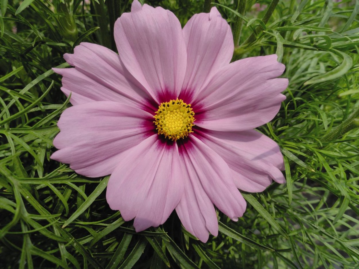 Космея дваждыперистая (Cosmos bipinnatus)