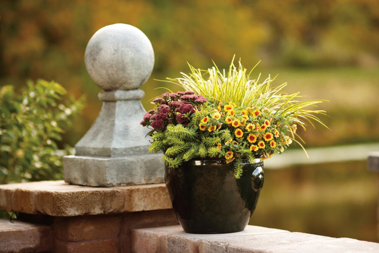 Контейнерное Озеленение террасы