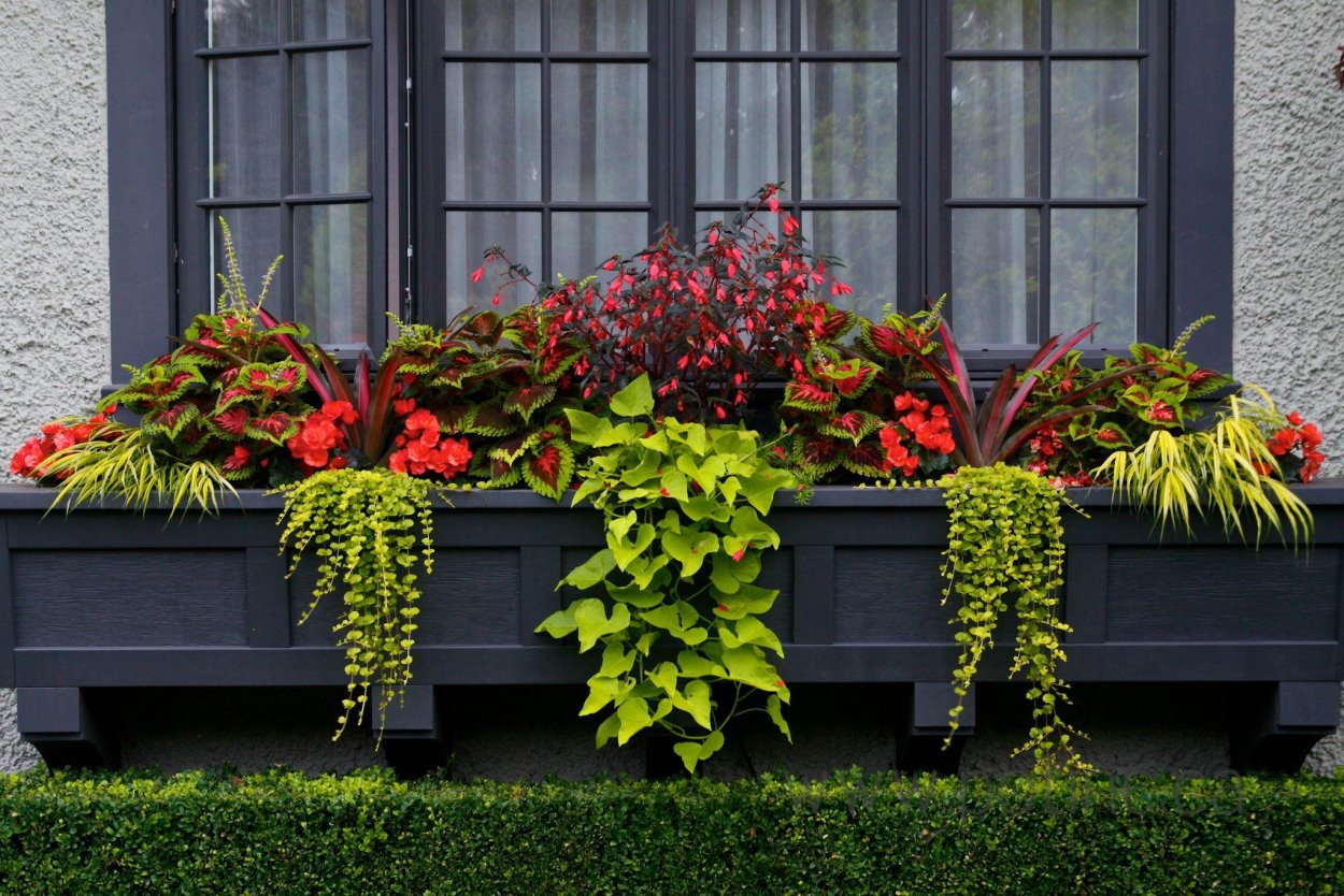 Хоста гортензия пергола