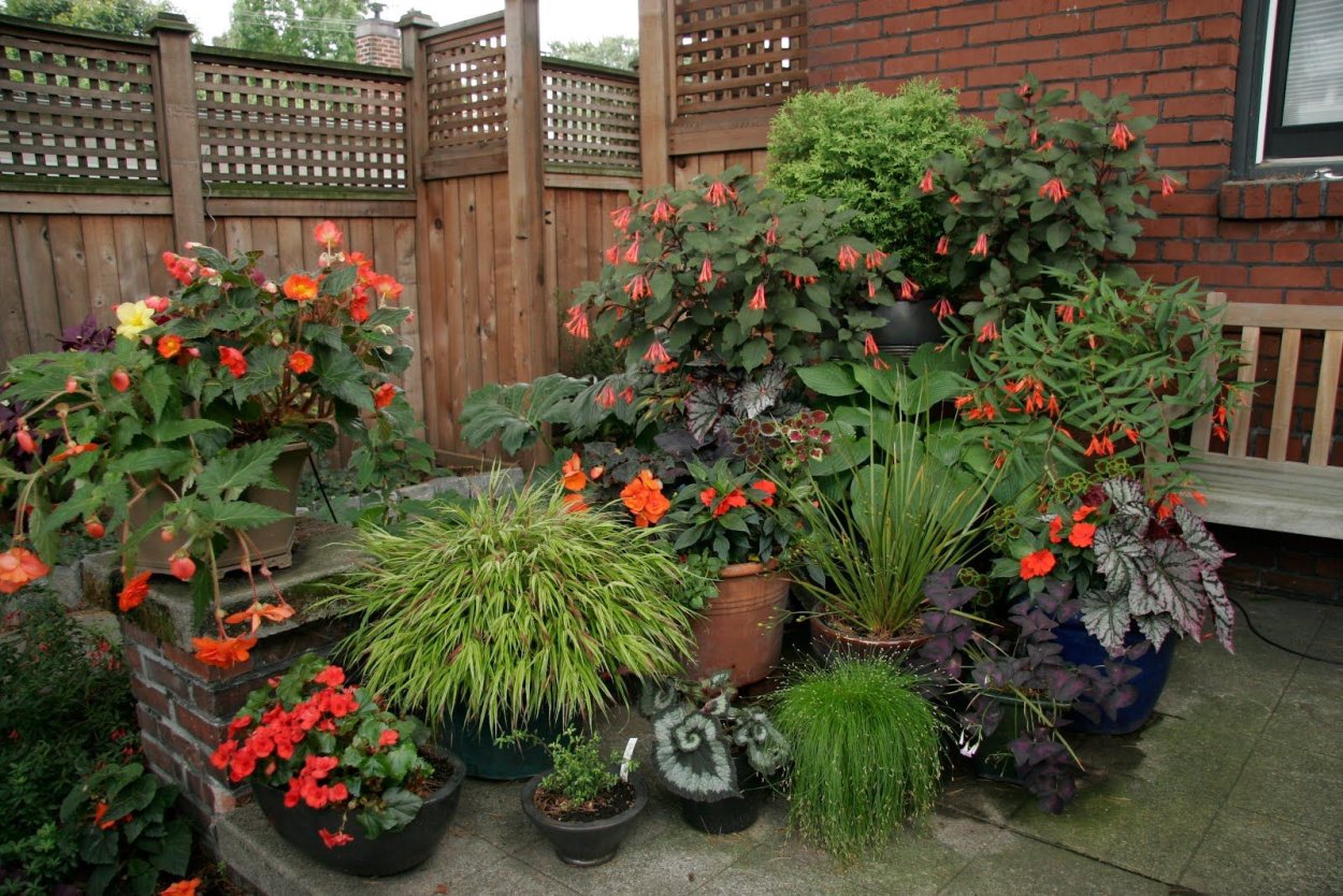 Цветы для террасы в горшках