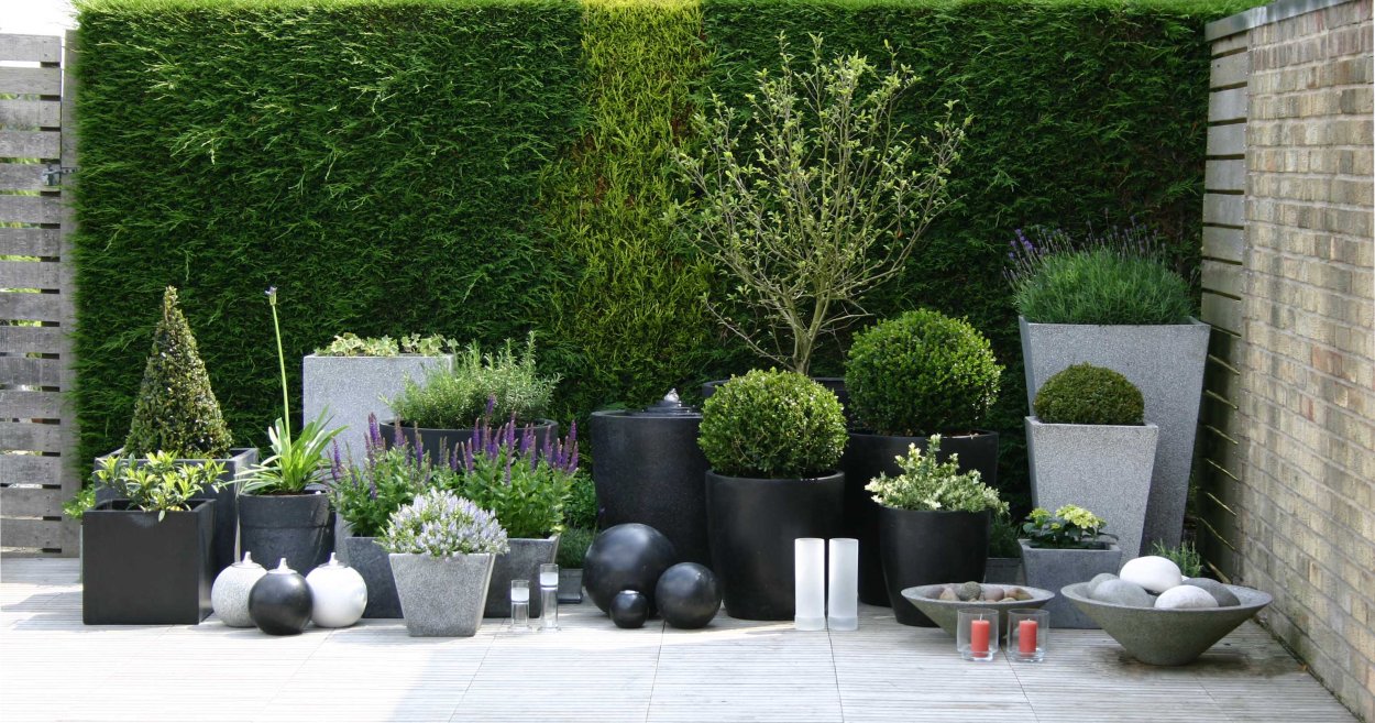 Гортензия Садовая