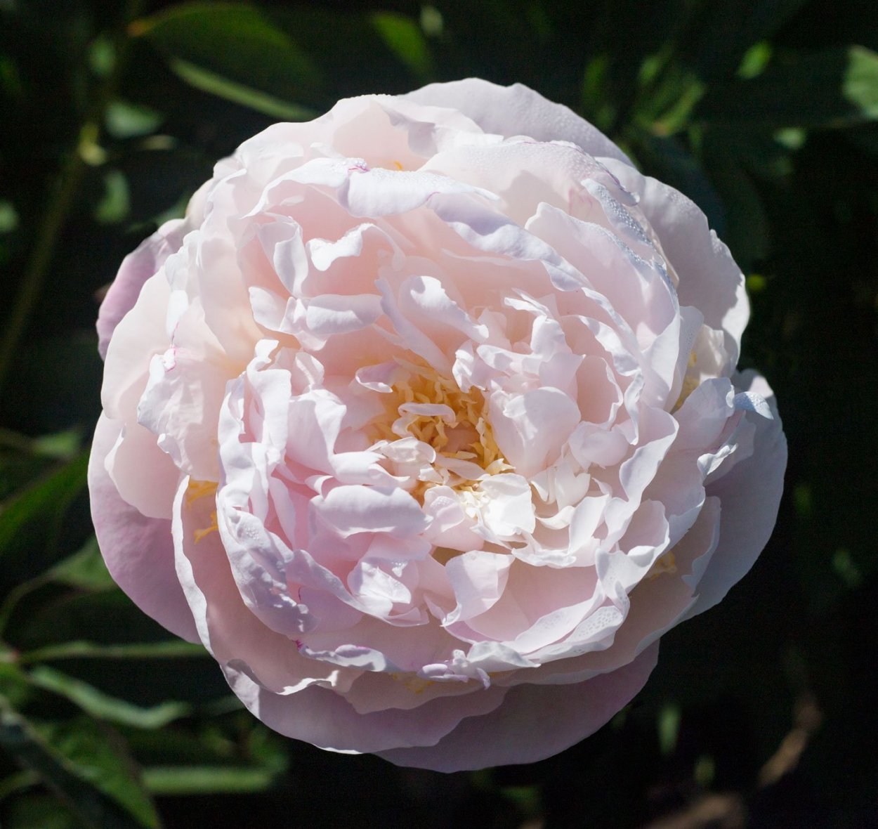 Пион Лавендер Сандерса