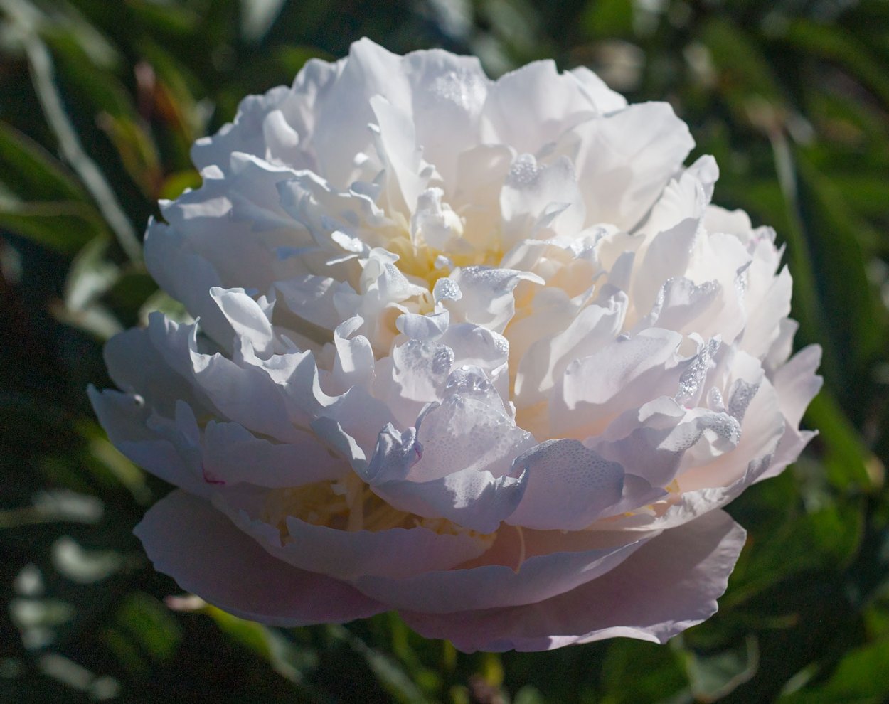 Easy Lavender пион