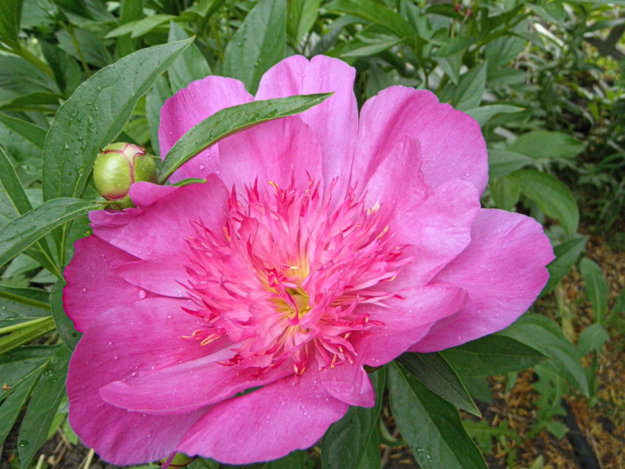 Пион Магнифика