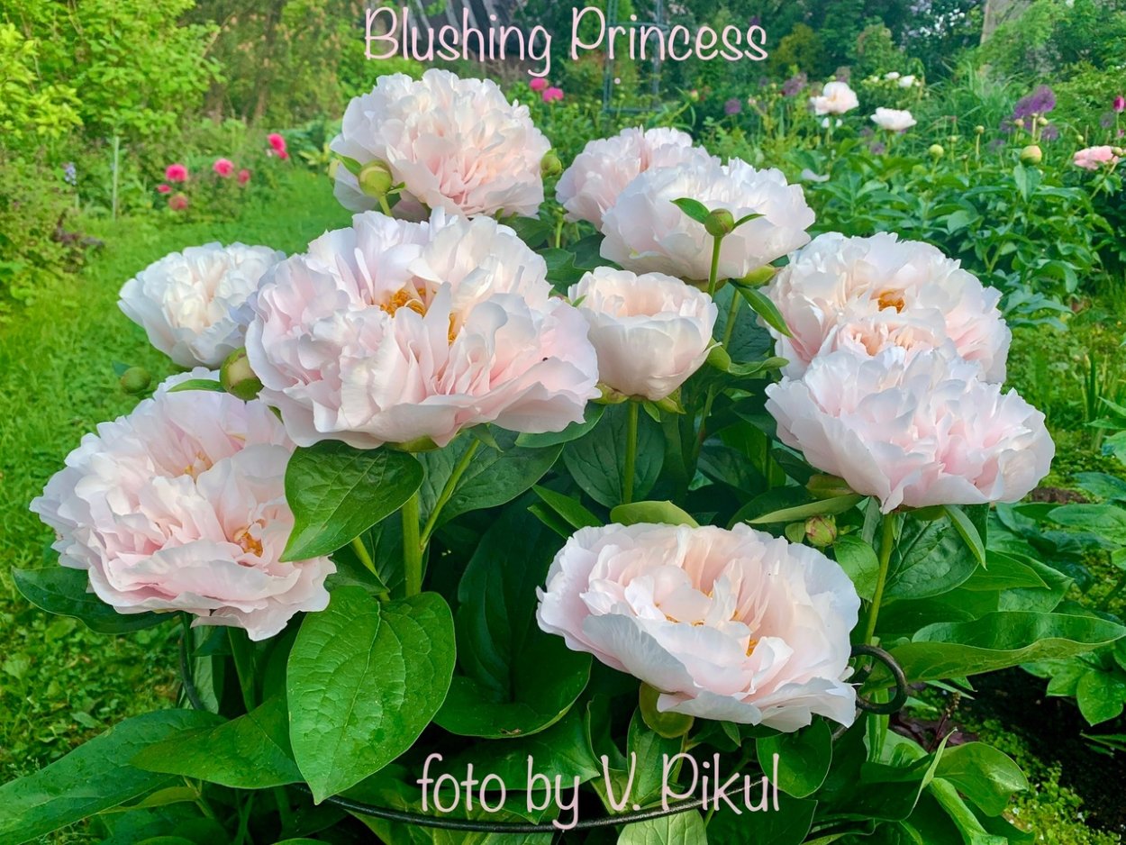 Пион Бушела