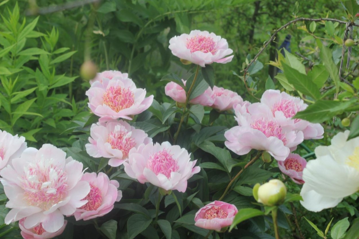 Пионы белые и розовые