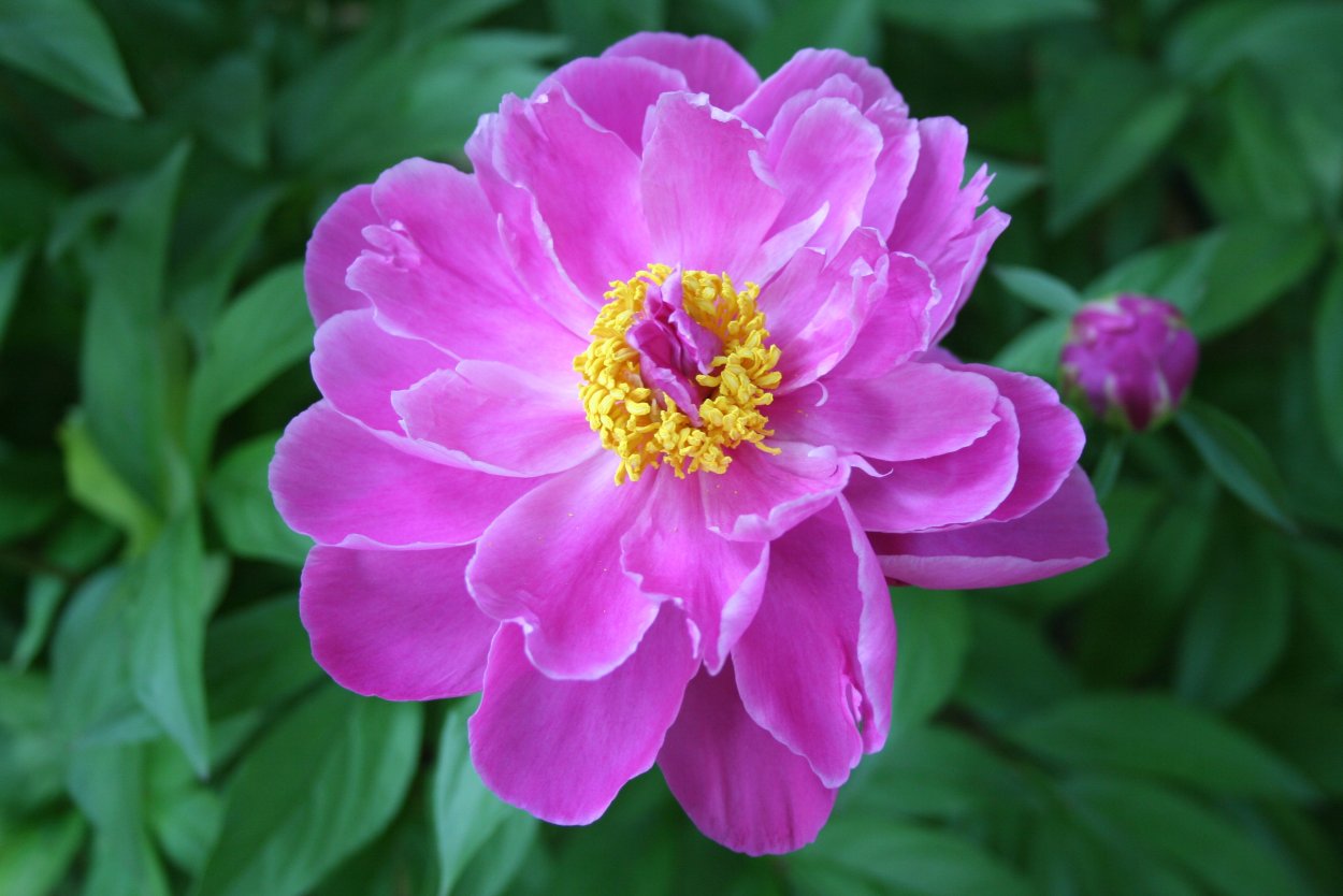 Пионовидная роза Peony Pink