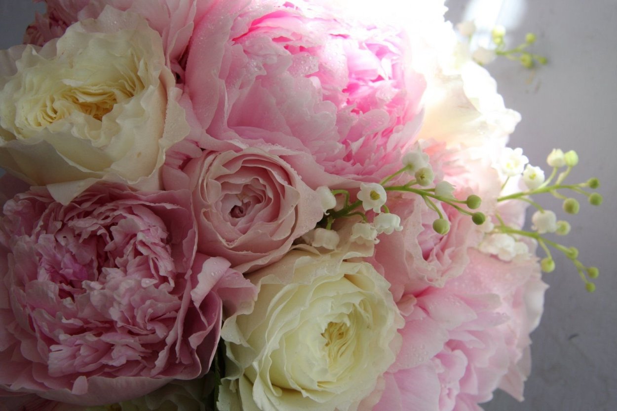 Пион древовидный эмбелиш Инк