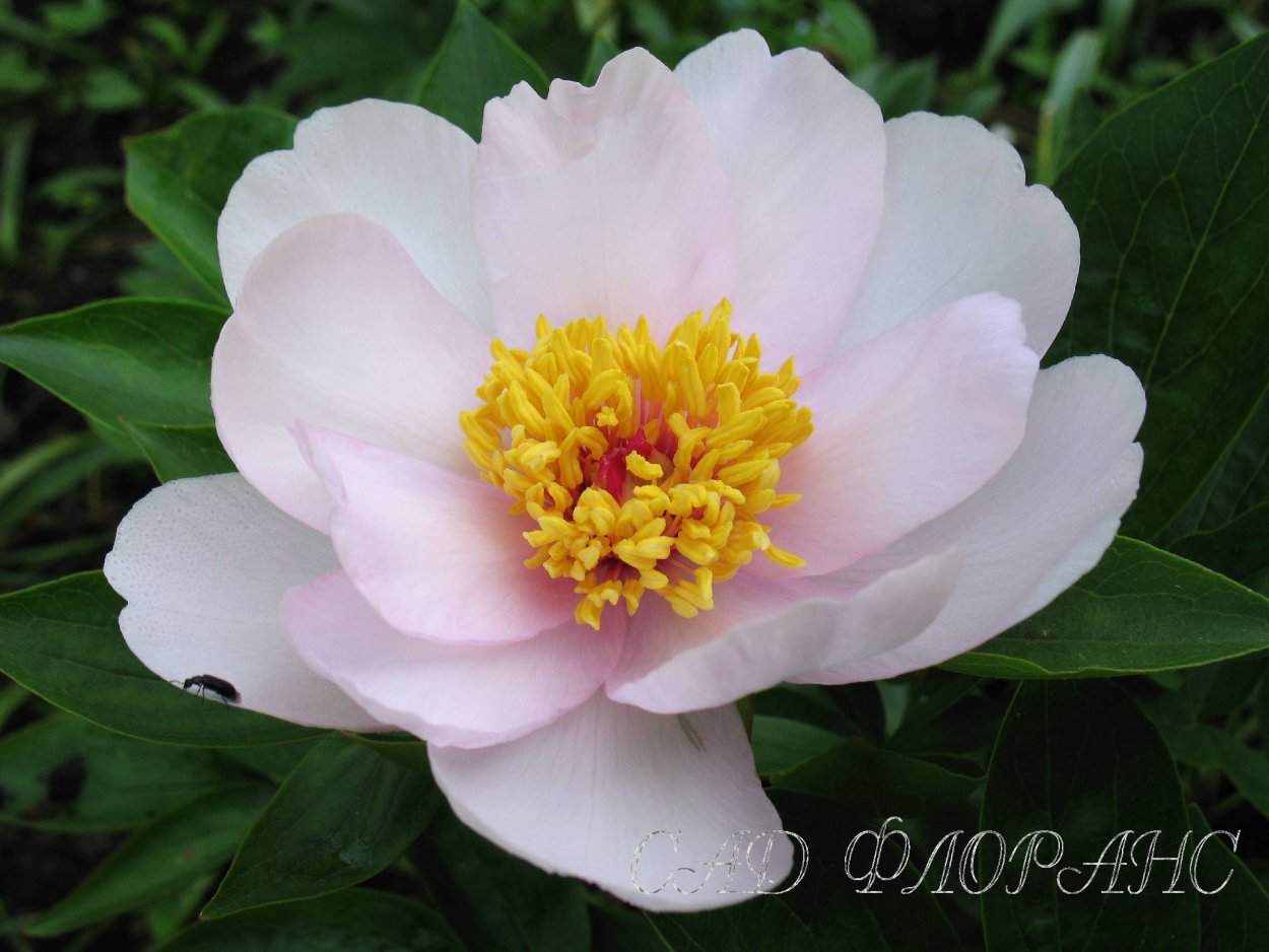 Пион Juliska-пион Юлишка