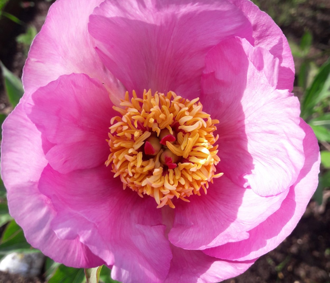 Пион Princess Juliana